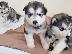 PoulaTo: Αλάσκα Malamute, αρσενικά κουτάβια